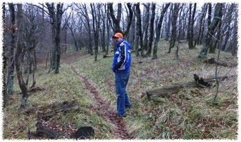 [Il sentiero in mezzo al bosco]