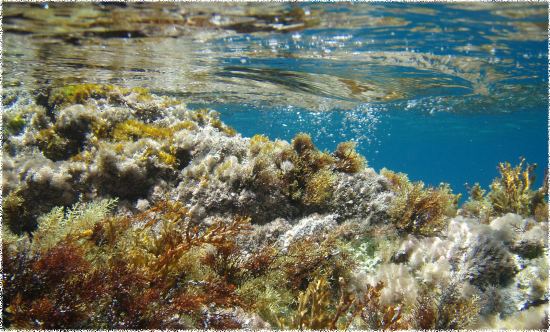 [Mare o acquario?]